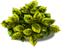 e_plant_layer3.png