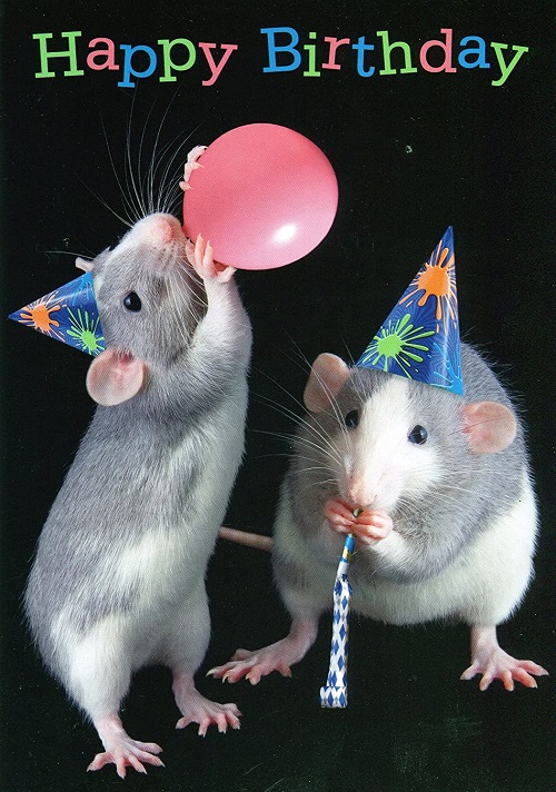 happybirthdayrats.jpg