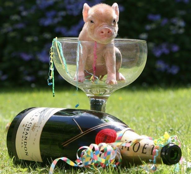 partypig.jpg