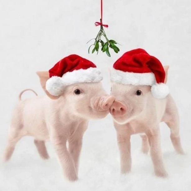 piggy christmas.jpg