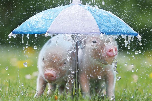 pigs and umbrella.jpg