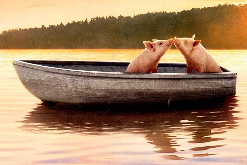 pigs in boat.jpg