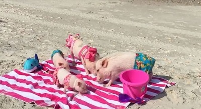 pigs on the beach.jpg