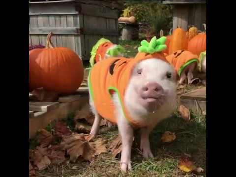 pumpkinpig.jpg