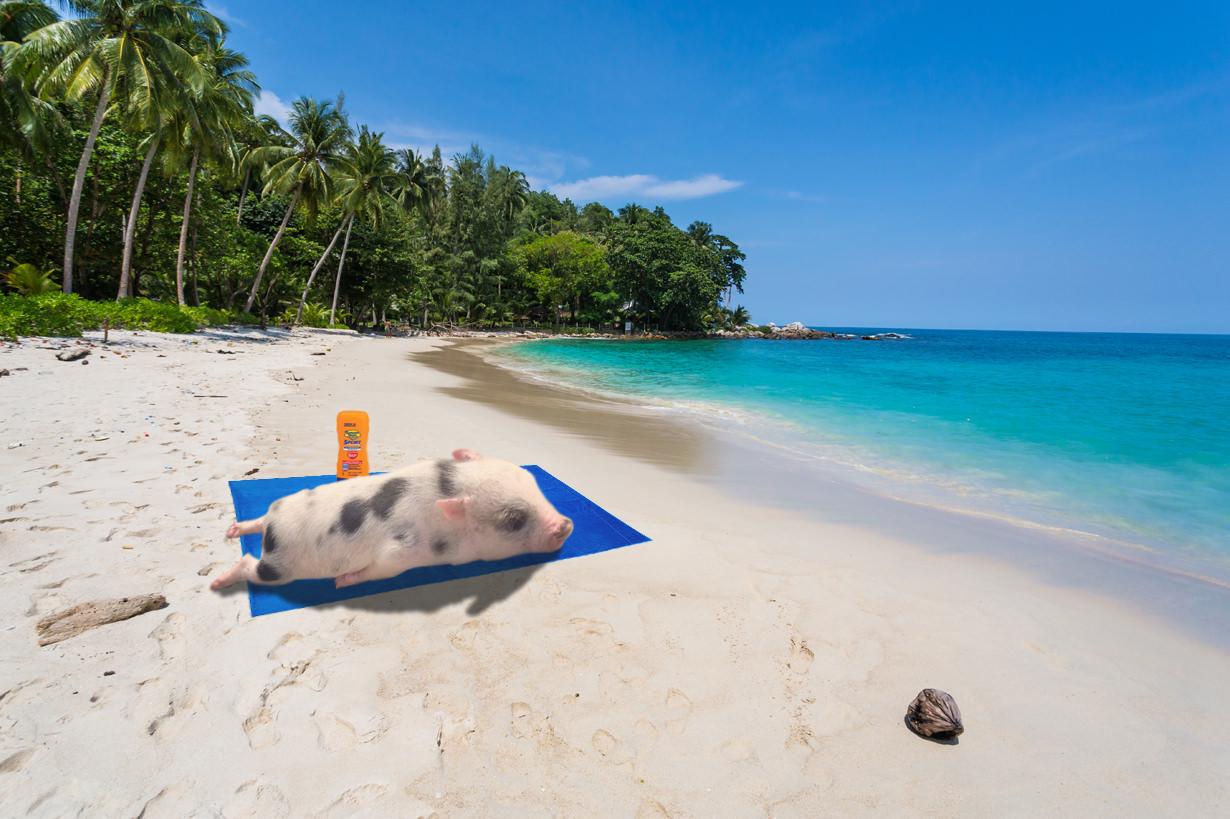 sunbathing pig 2.jpg