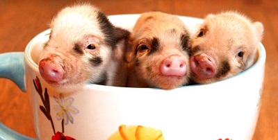 teacup pigs.jpg