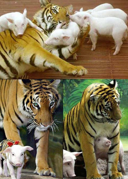 tiger and pigs.png