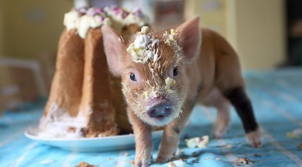 wallpapersden.com_pig-cake-soiled_wxl.jpg